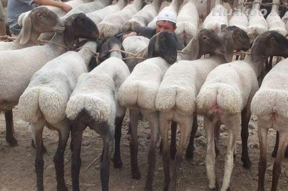 Ӳ�Ǳ���ͼ�׷��ˣ�